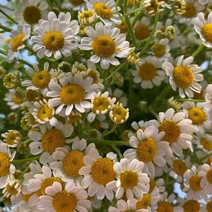 Meet your Posher, Maya